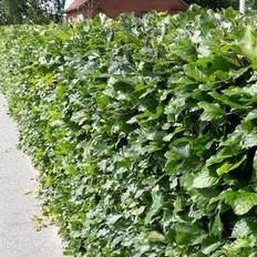 Bøg 80-100 cm - hæk - stk. pr. Hækplante