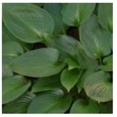 Hosta plante Hosta hybrid Devon Green Blomsterfrø