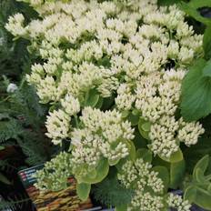 Sedum Kinesisk Sankthansurt Stardust Sedum Blomsterfrø
