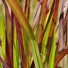 Japansk planter Japansk blodgræs 'Red Baron' Blomsterfrø
