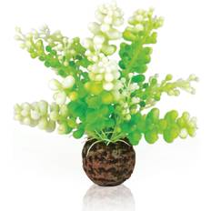 Caulerpa Green Aquarium Decoration