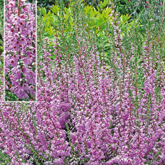 Efterårslyng Efterårslyng - Calluna vulgaris Heidesinfonie Grøntsagsfrø