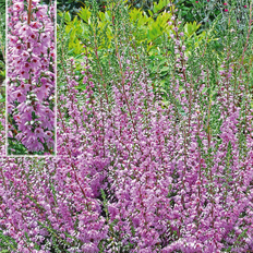 Efterårslyng Efterårslyng - Calluna vulgaris Heidesinfonie