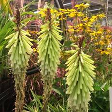 Raketblomst KNIPHOFIA hybr. 'Green Jade' Raketblomst