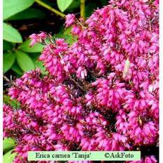 Erica planter Erica carnea 'Tanja' Forårslyng