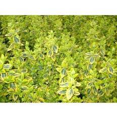 Benved Euonymus fortunei 'Emerald Blomsterfrø