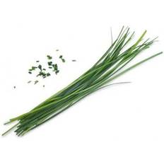 Lingot Organic Chinese Chives