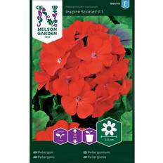 Pelargonie Nelson Garden Pelargonie 'Inspire Scarlet' F1 Blomsterfrø