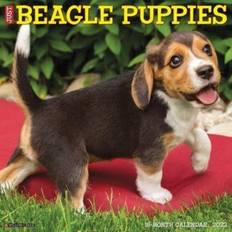 Just Beagle Puppies 2023 Calendar