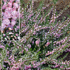 Sommerblomster Calluna vulgaris 'County Wicklow'