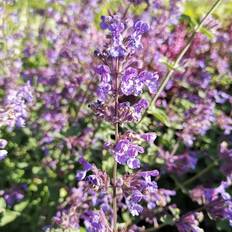 Nepeta Faassenii 'Six Hill Giant' Staude