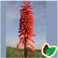 Raketblomst Raketblomst Nancy's Red Kniphofia hybrid