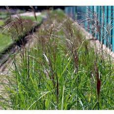 Elefantgræs MISCANTHUS sinen. 'Malepartus' Elefantgræs