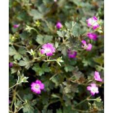 Storkenæb Orkney Cherry Geranium oxonianum Orkney