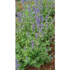 Katteurt planter Katteurt Summer Magic Nepeta grandiflora Summer Magic Blomsterfrø