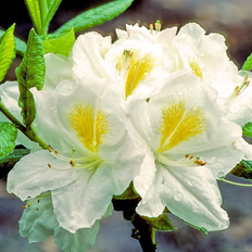 Persil Haveazalea Persil 30-60 cm. Blomsterfrø