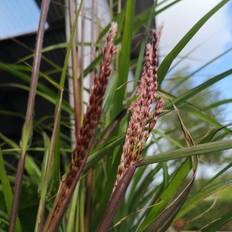 Elefantgræs Elefantgræs Dronning Ingrid - Miscanthus sinensis Blomsterfrø