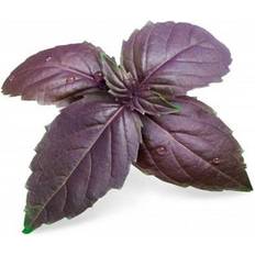 Anzucht-Sets Veritable Lingot Organic Purple Basil
