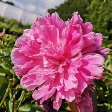 Silkepæon PAEONIA lact. 'Jarcoma' Silkepæon Blomsterfrø