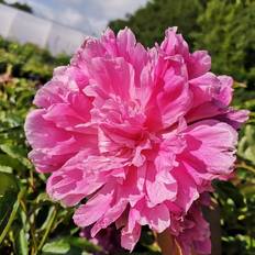 Silkepæon PAEONIA lact. 'Jarcoma' Silkepæon