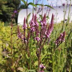 Verbena plante Jernurt Pink Spires Verbena hastata