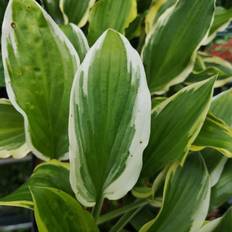 Hosta plante Hosta hybrid So Sweet