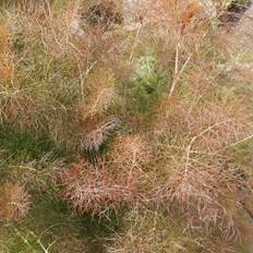 Bronzefennikel - Foeniculum vulgare Rubrum Blomsterfrø