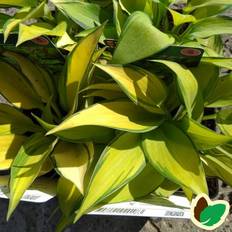 Hosta plante HOSTA tardiana 'June' Funkia