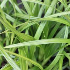 Japansk planter Japansk Star Irish Green Carex Krukke