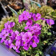Blåpude Blåpude Blaumeise - Aubrieta hybrid Blaumeise Blomsterfrø