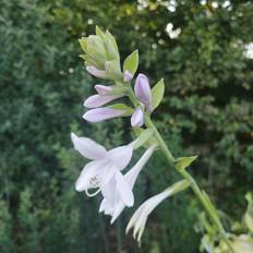 Hosta plante HOSTA hybrid 'Guacamole' Funkia Blomsterfrø