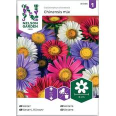 Kukansiemenet Nelson Garden Aster, Enkel, mix