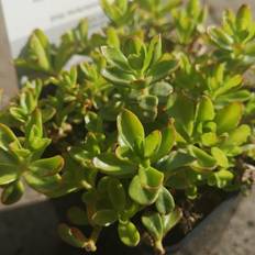 Stenurt Stenurt Summer Snow Sedum spurium Summer Blomsterfrø