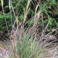 Elefantgræs Elefantgræs Adagio - Miscanthus sinensis Adagio Blomsterfrø