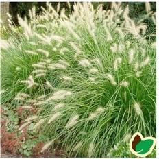 Lampepudsergræs Lampepudsergræs Hameln - Pennisetum alopecuroides Hameln Blomsterfrø