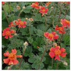 Nellikerod Nordek - Geum heldreichii Nordek Blomsterfrø