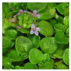 MENTHA requienii Fruemynte MS Blomsterfrø