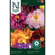 Dahlia frø Nelson Garden Dahlia 'Redskin' Mix Blomsterfrø