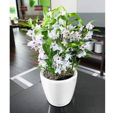 Macetas, Plantas y Cultivo Lechuza Macetero De Mesa Classico LS 21 All-in-One Banco Brillo