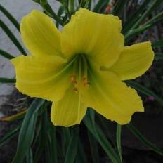 HEMEROCALLIS hybrid 'Green Flutter' Daglilje