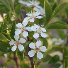 Prunus eminens 'Umbraculifera' KUGLEKIRSEBÆR Hækplante