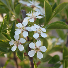 Prunus Prunus eminens 'Umbraculifera' KUGLEKIRSEBÆR