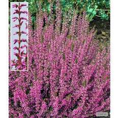 Efterårslyng Calluna vulgaris 'Marlies' Efterårslyng Grøntsagsfrø
