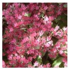 Stenurt Japansk stenurt - Sedum cauticola Blomsterfrø