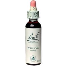 Hunderose Wild Rose - 20