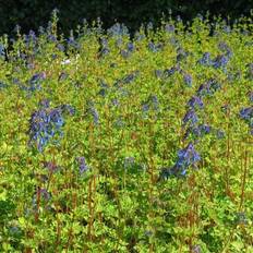 Lærkespore - Corydalis elata Blomsterfrø