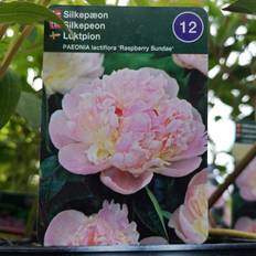 Silkepæon Silkepæon Rasberry Sundae Paeonia lactiflora Blomsterfrø
