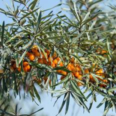 Havtorn plante Havtorn Eva - Hunplante Hippophae rhamnoides Eva