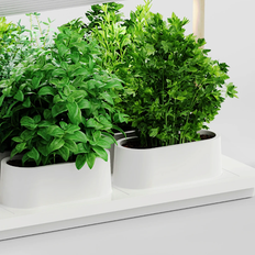 Auk Kokosjord 6 plantor