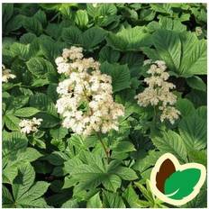Bronceblad Alba Rodgersia pinnata Alba Blomsterfrø